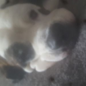 Meet your Posher, Lee